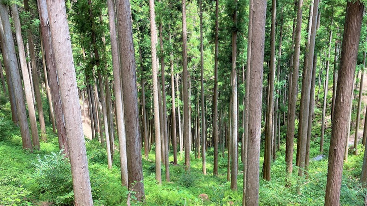 日本の放置森林を再生したい【令和の計測山師が救う日本の森林】 - クラウドファンディング READYFOR (レディーフォー)