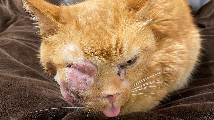 扁平上皮癌末期余命宣告されたミィに快適な生活を送る支援を 鈴木香織 2021 10 27 公開 クラウドファンディング Readyfor