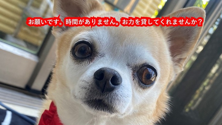 肺水腫で苦しんでいる愛犬『亜呂麻』の手術費をご支援ください！