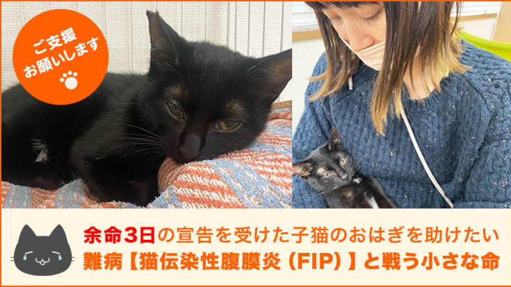 難病FIP発症…余命3日の宣告をうけた子猫のおはぎを助けたい！！