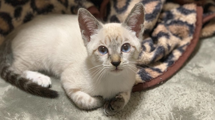 難病「門脈シャント」と診断された6ヶ月の愛猫ソイを助けてください！