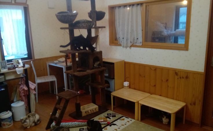 弘前市に癒しのスペース提供を…保護した猫達に未来を下さい。