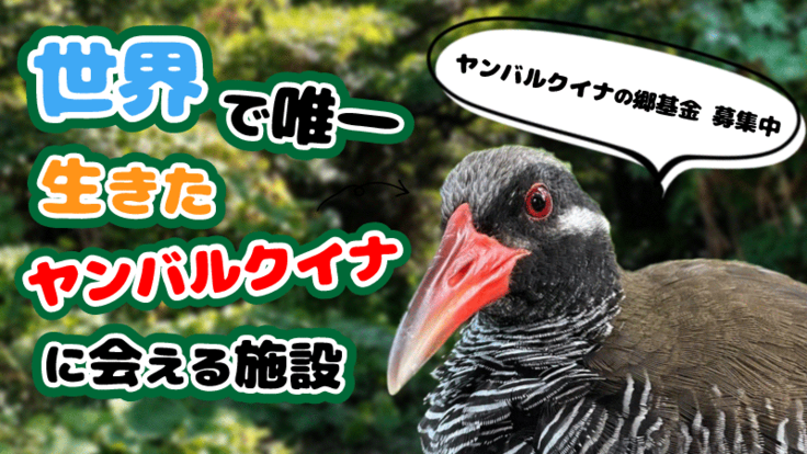 ヤンバルクイナの郷基金 世界自然遺産 やんばる ヤンバルクイナ生態展示学習施設 21 11 24 公開 継続寄付 Readyfor