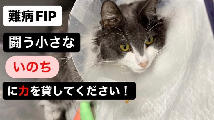 難病　猫伝染性腹膜炎(FIP)と闘う命に力を貸してください！