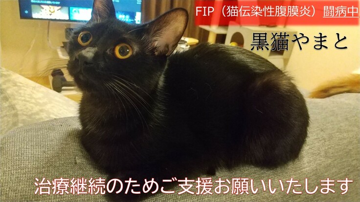 【FIP闘病中】黒猫やまとの治療費ご協力のお願い