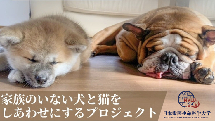 日本獣医生命科学大学｜家族のいない犬と猫を幸せにするプロジェクト