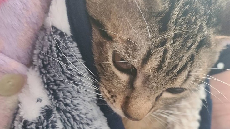 発症僅かな難病[門脈シャント]を発症した　愛猫りょうすけの命を助け