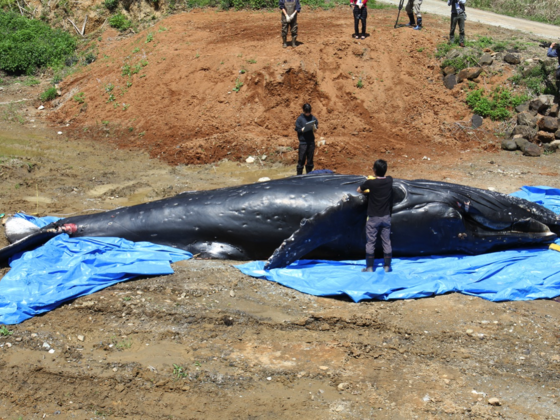 九州沿岸で 漂着したイルカ クジラの調査を続けたい 塩﨑 彬 16 06 15 公開 クラウドファンディング Readyfor