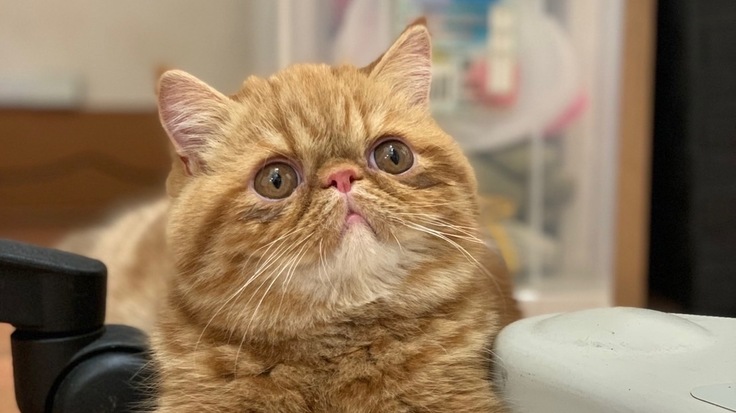 生後5ヶ月で発症　猫伝染性腹膜炎(FIP)から救いたい！！