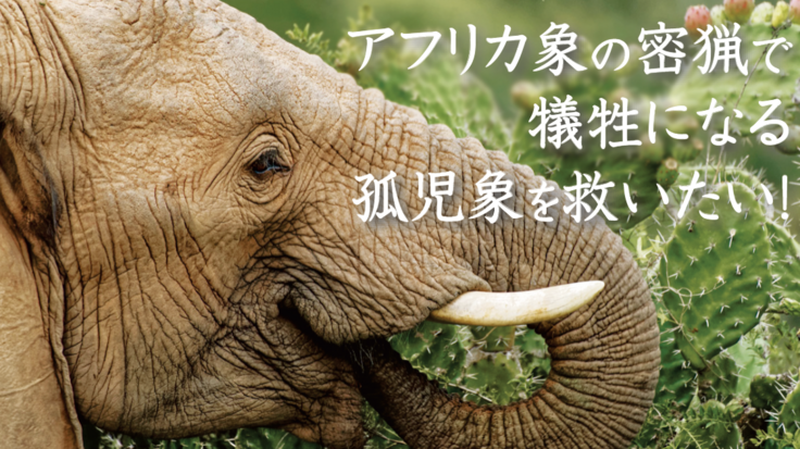 アフリカ象の密猟で犠牲になる孤児象を救いたい！