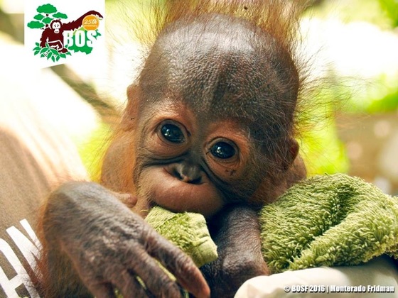 インドネシアの森と共に生きる"森の人"オランウータンを救いたい
