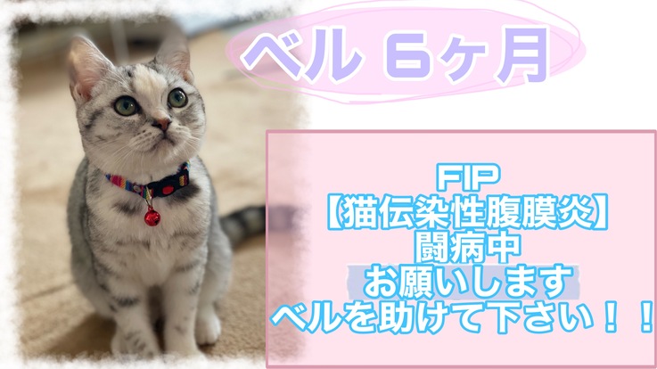 【FIP(猫伝染性腹膜炎)】ベルの命を一緒に助けて下さい！！！