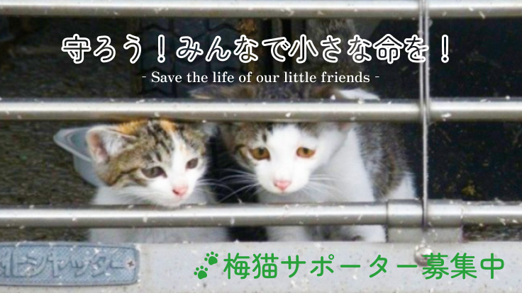 梅猫サポーター募集中！京都どうぶつあいごの会の活動にご支援下さい。