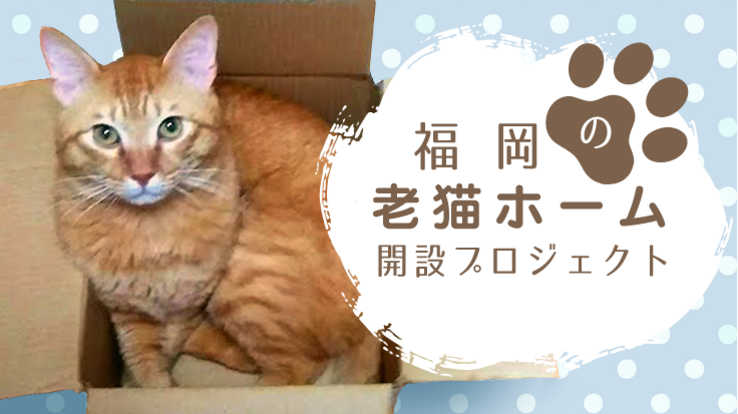 福岡にショートステイやディサービスも可能な老猫ホームを作りたい
