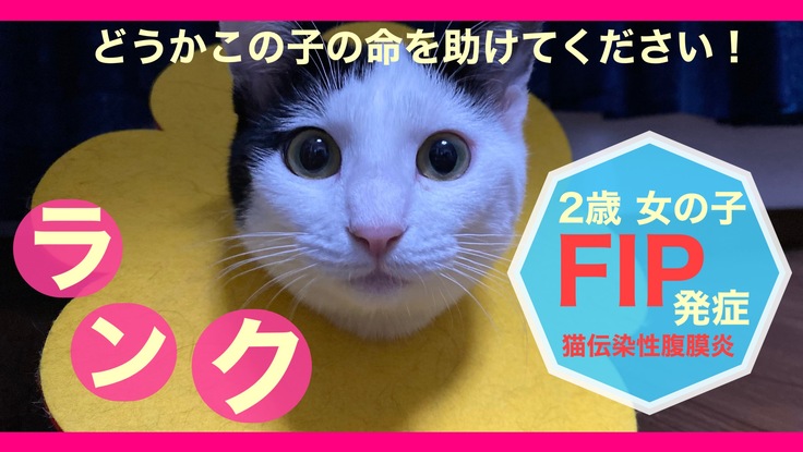 FIP（猫伝染性腹膜炎）と闘う保護猫ランクの命を助けてください！