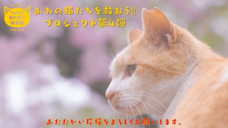 【第4弾】阿波の猫たちを救う。過酷な環境下で暮らす猫のいない未来へ