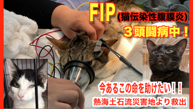 FIP(猫伝染性腹膜炎)相次ぎ２頭闘病中！今あるこの命を助けたい！
