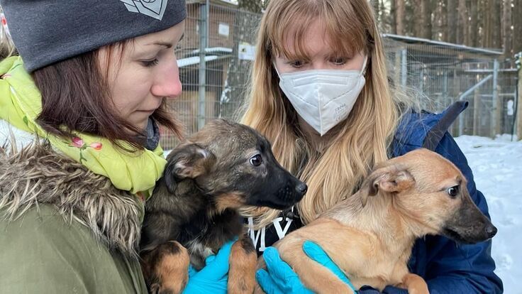 緊急支援：ウクライナの動物・ペット達のために、私達ができることを