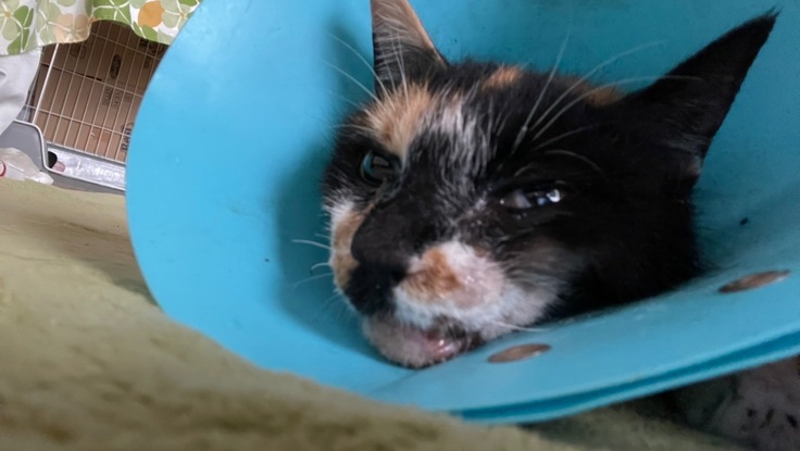 交通事故で大怪我をした子猫を拾いました。治療資金のご支援のお願い