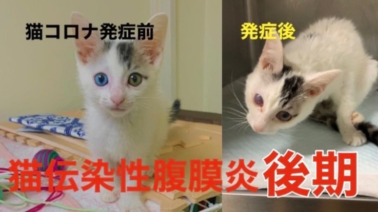【FIP〈猫伝染性腹膜炎〉】保護猫のMOUを一緒に助けてください！