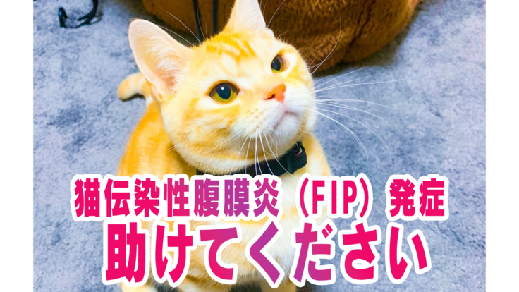 猫伝染性腹膜炎（FIP）を発症したうちの猫ちゃんを助けてください！