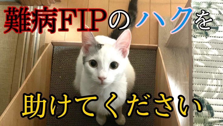 猫伝染性腹膜炎(FIP)にかかってしまった保護猫を助けてください。