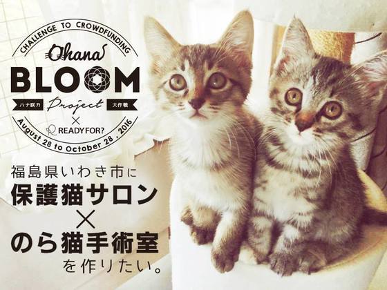 不幸な命を増やさない！福島に保護猫サロンとのら猫手術病院を！
