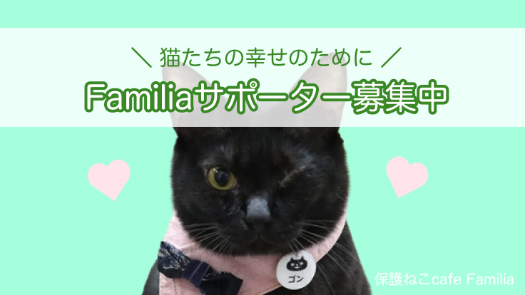 保護ねこcafe Familaサポーター募集〜猫たちの幸せのために