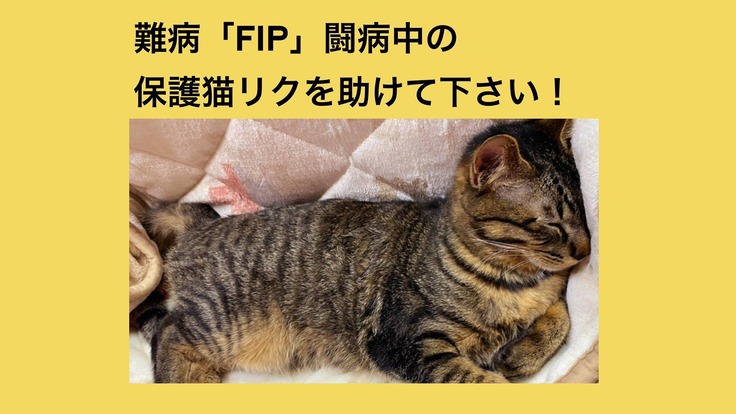 子猫のリクがfip 猫伝染性腹膜炎 と診断されました リク兄 22 07 19 公開 クラウドファンディング Readyfor