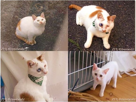 大阪北部の野良猫のために猫舎 しっぽ天使のおうち を建てたい しっぽ天使のおうち 代表 樹生世那 16 09 16 公開 クラウドファンディング Readyfor レディーフォー