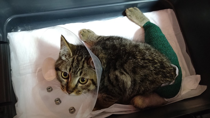骨盤と大腿骨を骨折した保護子猫の手術費用にご協力ください！！