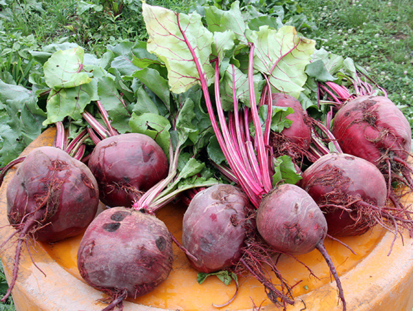 A17c9aaa61e80a1bf71d0d850af4e5baa9800bbd