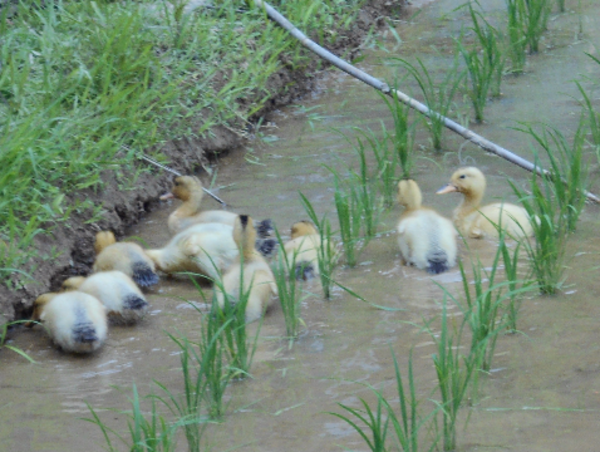 A17c9aaa61e80a1bf71d0d850af4e5baa9800bbd