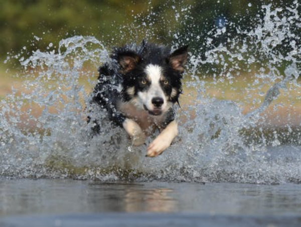 A17c9aaa61e80a1bf71d0d850af4e5baa9800bbd