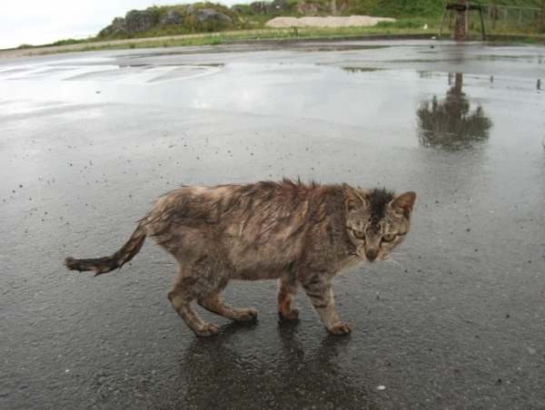 A17c9aaa61e80a1bf71d0d850af4e5baa9800bbd