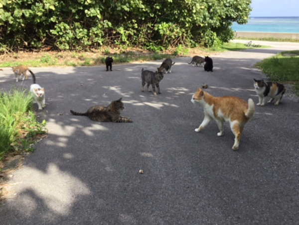 A17c9aaa61e80a1bf71d0d850af4e5baa9800bbd