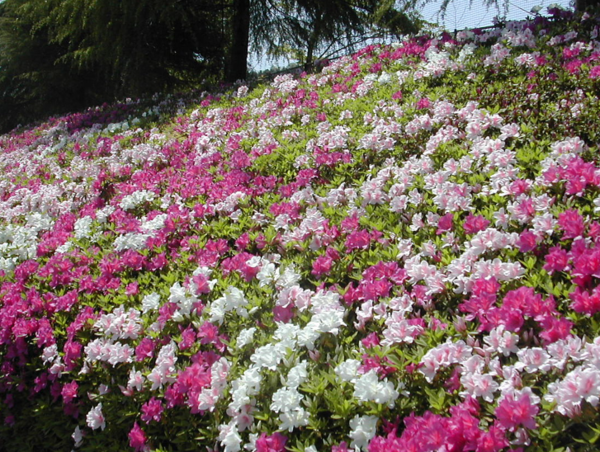 A17c9aaa61e80a1bf71d0d850af4e5baa9800bbd