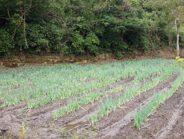 A17c9aaa61e80a1bf71d0d850af4e5baa9800bbd