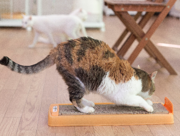 A17c9aaa61e80a1bf71d0d850af4e5baa9800bbd