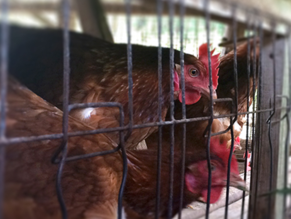 A17c9aaa61e80a1bf71d0d850af4e5baa9800bbd