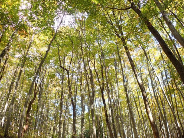 A17c9aaa61e80a1bf71d0d850af4e5baa9800bbd