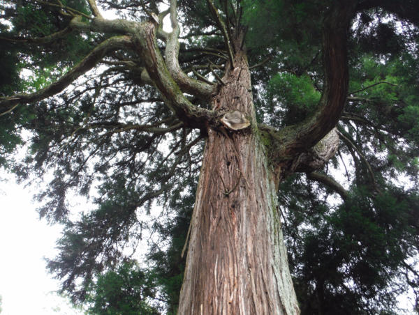 A17c9aaa61e80a1bf71d0d850af4e5baa9800bbd