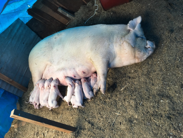 A17c9aaa61e80a1bf71d0d850af4e5baa9800bbd