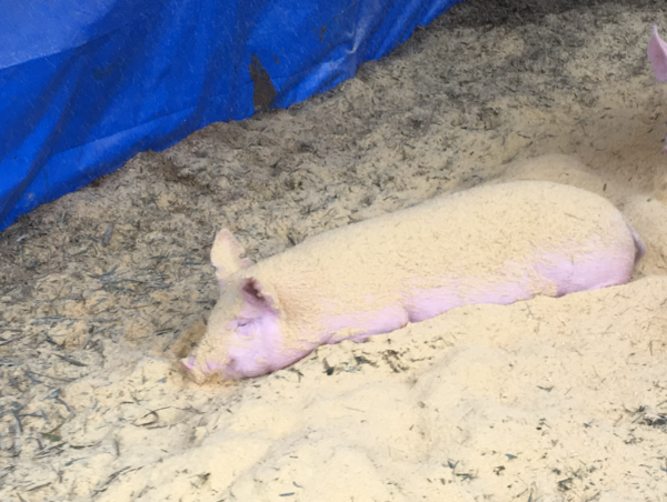 A17c9aaa61e80a1bf71d0d850af4e5baa9800bbd