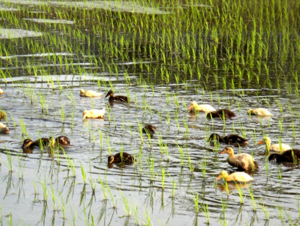 A17c9aaa61e80a1bf71d0d850af4e5baa9800bbd