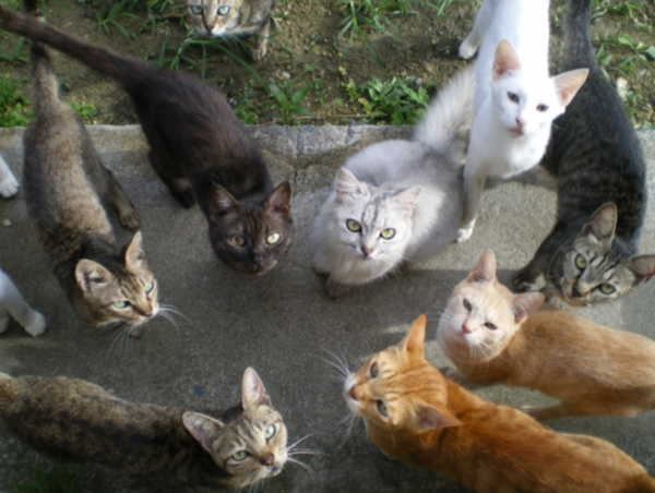 A17c9aaa61e80a1bf71d0d850af4e5baa9800bbd