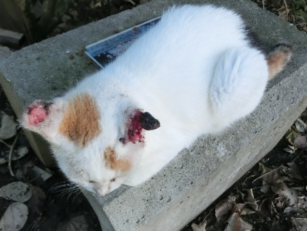 A17c9aaa61e80a1bf71d0d850af4e5baa9800bbd