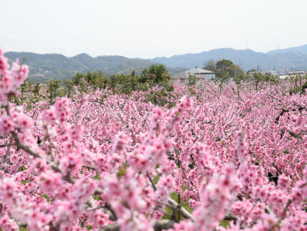 A17c9aaa61e80a1bf71d0d850af4e5baa9800bbd