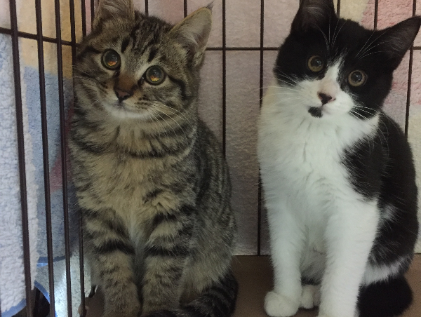 A17c9aaa61e80a1bf71d0d850af4e5baa9800bbd