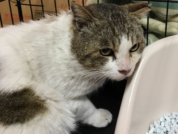 A17c9aaa61e80a1bf71d0d850af4e5baa9800bbd